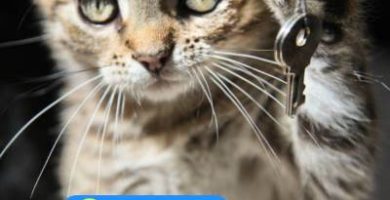 Ofrecemos un servicio de cerrajeros en Vicálvaro las 24 horas para resolver cualquier problema que puedas tener con tus cerraduras. Ya sea que hayas perdido tus llaves, te hayas quedado fuera de casa o necesites cambiar una cerradura, estamos disponibles las 24 horas del día, los 7 días de la semana.